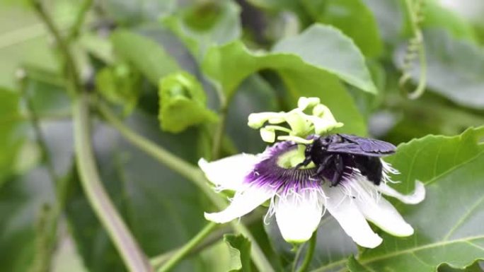 黑色大黄蜂 (bombus atratus) 在西番莲上授粉的高清视频