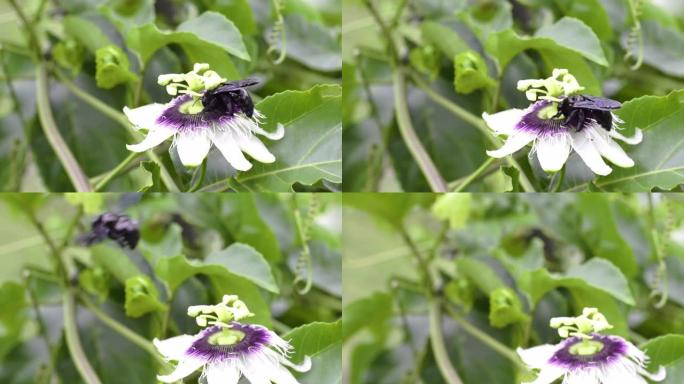 黑色大黄蜂 (bombus atratus) 在西番莲上授粉的高清视频