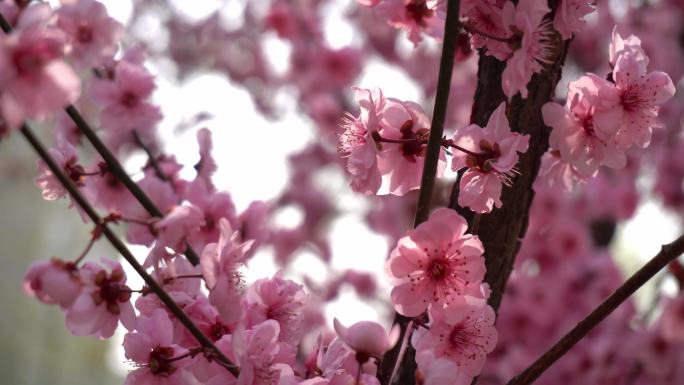 唯美桃花粉色春天春光灿烂花海