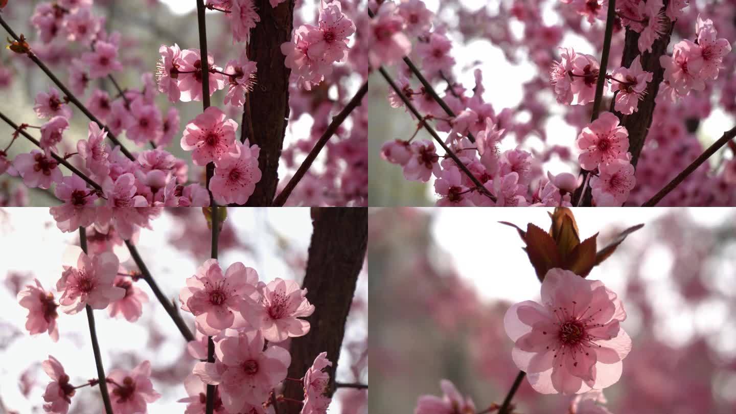 唯美桃花粉色春天春光灿烂花海