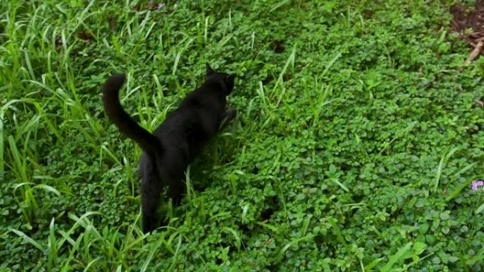 黑暹罗混合猫在夏威夷丛林草地上户外散步