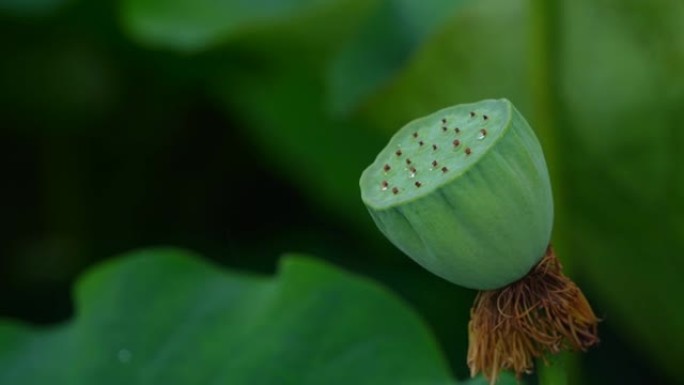 孤立的粉红色花朵的特写镜头