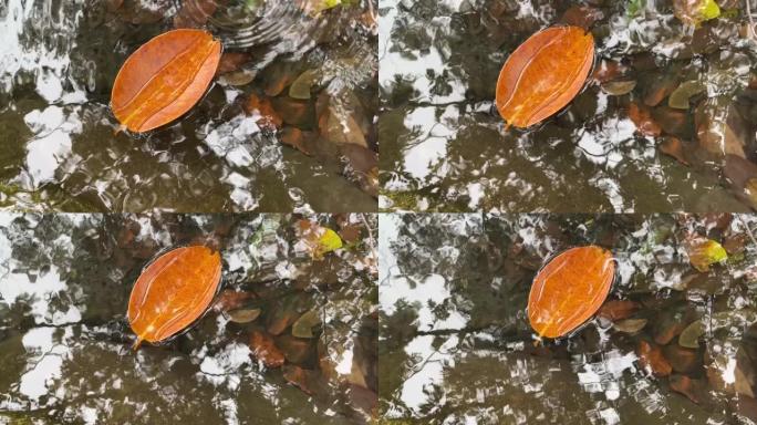 水在漂浮在水面上的干叶上快速充满。特写，平放，俯视图，反射，复制空间。秋季概念