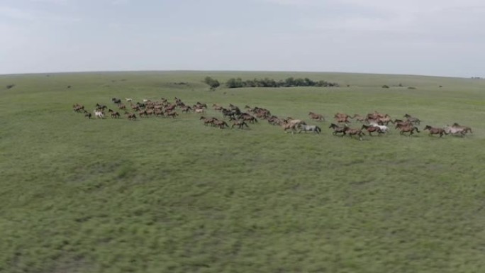 无人机，空中，野马奔跑，在堪萨斯州的弗林特山上疾驰