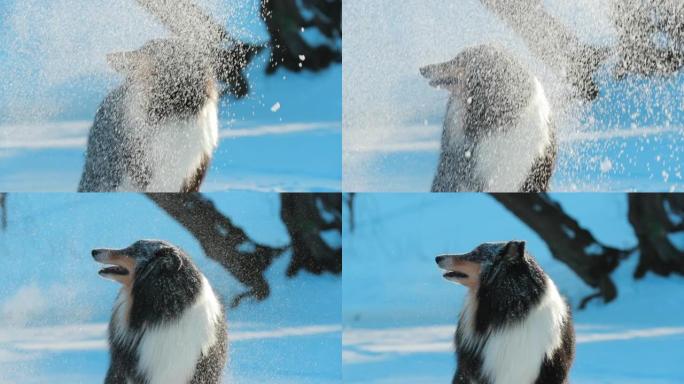 设得兰群岛牧羊犬，雪里户外。牧羊犬笼罩在飘扬的雪花中，冬天会闪闪发光。冬天的乐趣。宠物苏格兰牧羊犬玩
