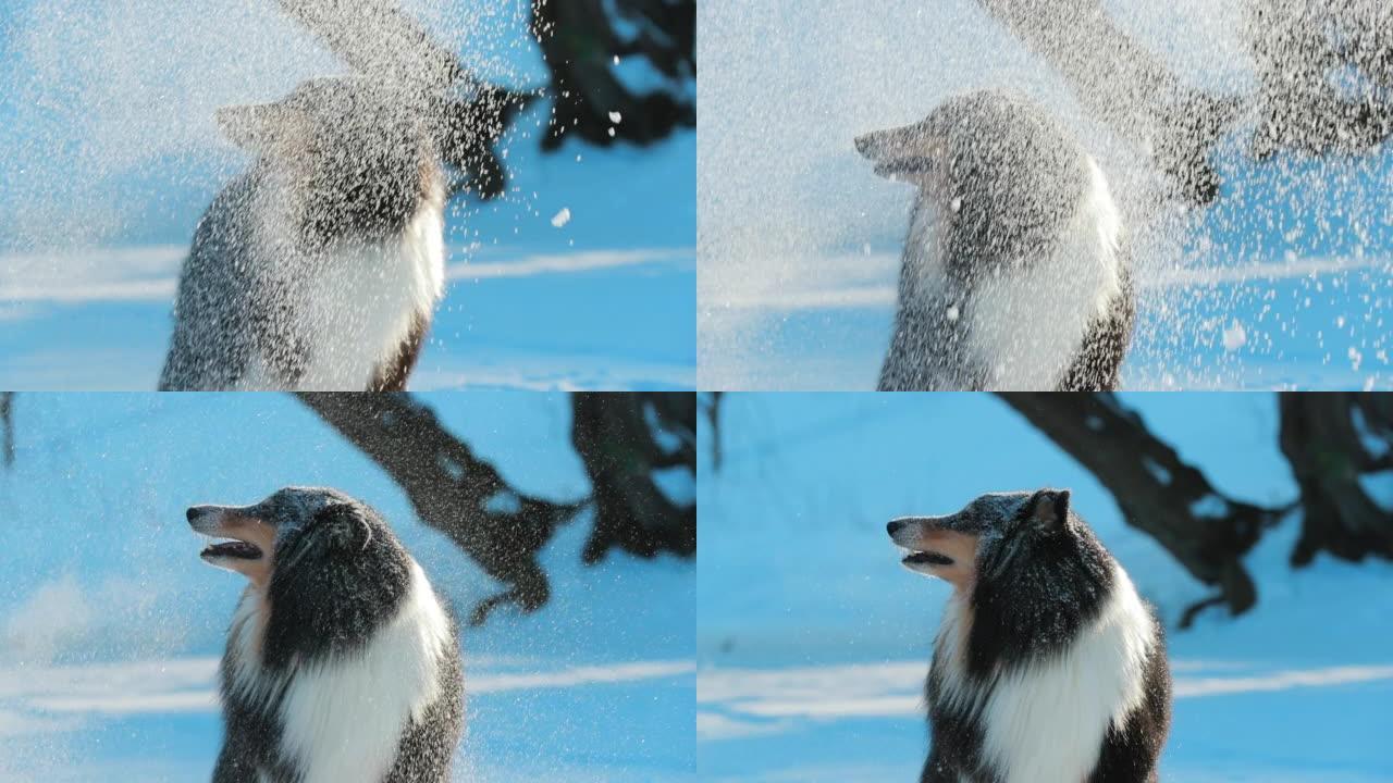 设得兰群岛牧羊犬，雪里户外。牧羊犬笼罩在飘扬的雪花中，冬天会闪闪发光。冬天的乐趣。宠物苏格兰牧羊犬玩