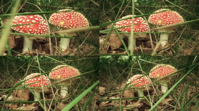 在树林里飞木耳红蘑菇