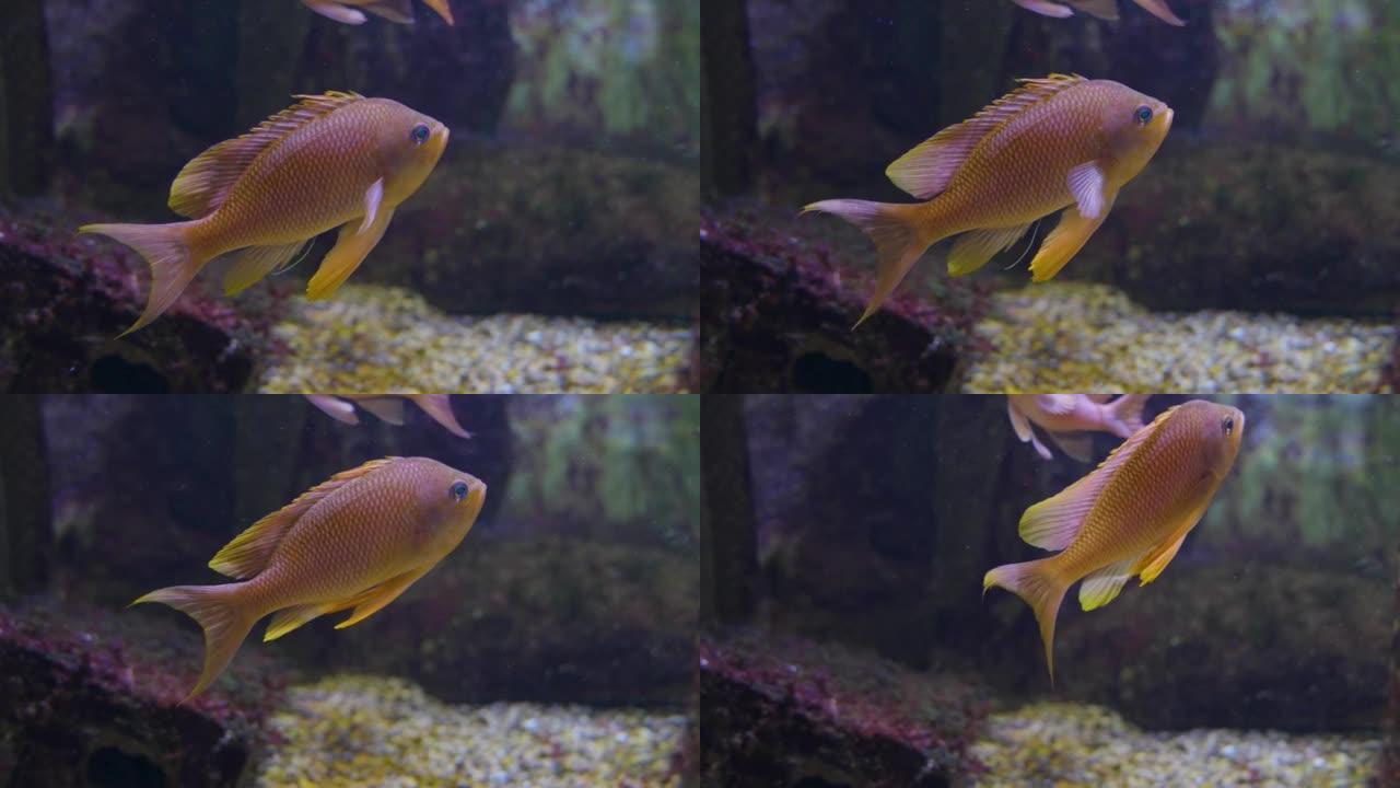 橙色鳍鱼