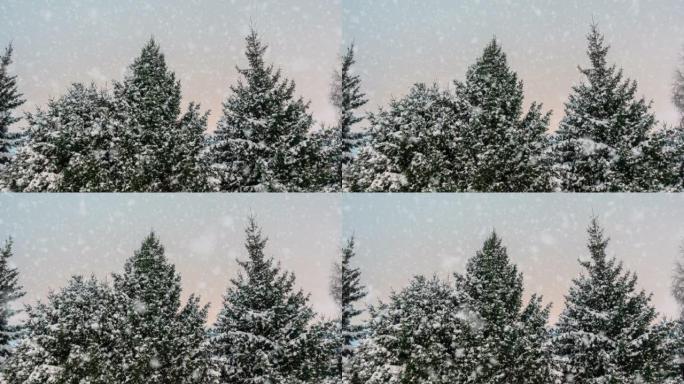 冬季云杉林，下雪了。电影，降雪。圣诞节。新年