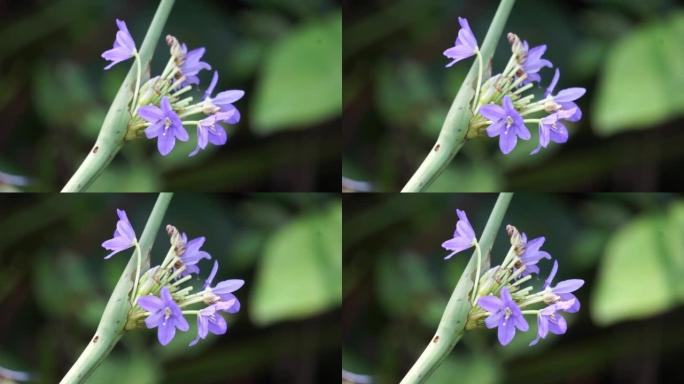 阴道浮萍 (heart shape false pickerelweed，椭圆形叶浮萍，enceng