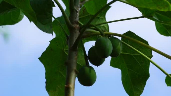 麻风树 (也称为jarak pagar，physic nut，Barbados nut，poison