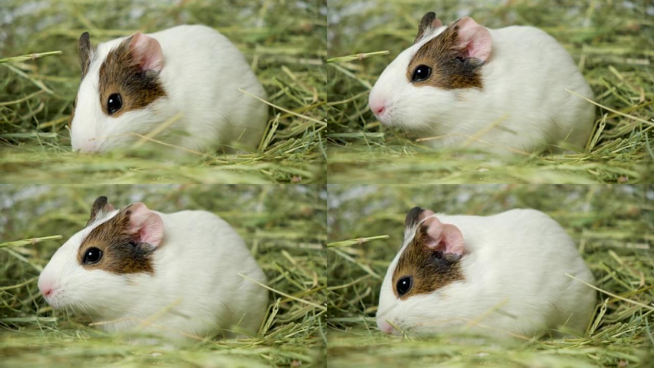 有趣的小豚鼠在干草中咀嚼食物