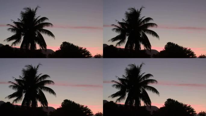 一棵椰子树映衬着日出。