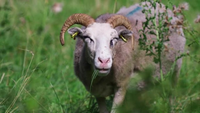 农场绵羊放牧，吃草并在野外寻找相机特写慢动作