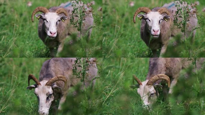 农场绵羊放牧，吃草并在野外寻找相机特写慢动作