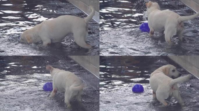 狗在泳池慢动作中玩耍
