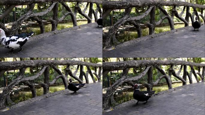 两只鸭子在贝洛奥里藏特公园的一座桥上漫步。