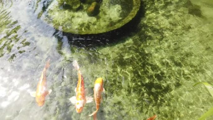 美丽的晴天，五颜六色的锦鲤鱼游泳