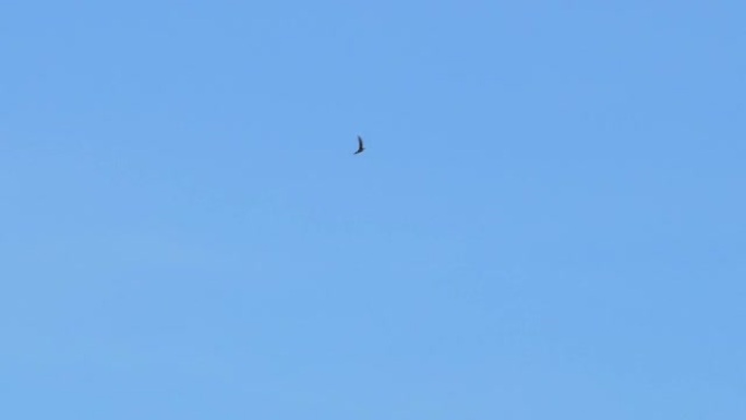 在蓝天上飞翔的飞鸟的慢动作。