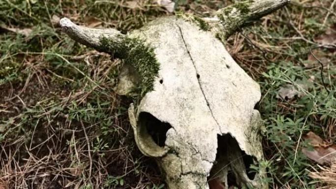 牛头骨躺在地上。干牛头骨。侧视图。公牛或母牛动物的头骨。森林里的牛头骨。森林污染。