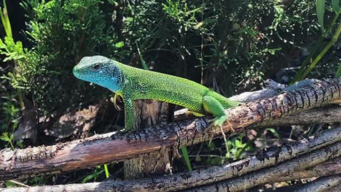 欧洲绿蜥蜴 (Lacerta viridis) 在阳光下休息