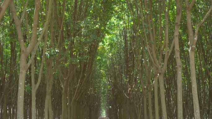 泰国普吉岛橡胶种植园的树隧道。夏季穿过花园公园。自然景观背景