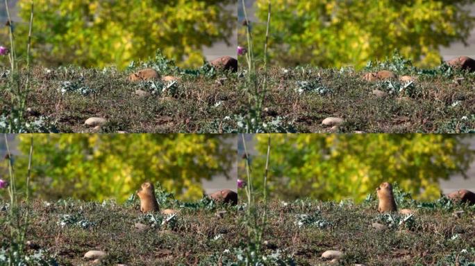 黑尾草原土拨鼠站着吃饭的特写视频。