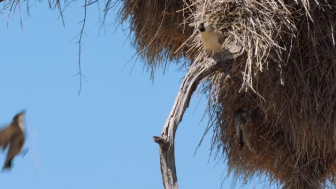 南非Kgalagadi Transfrontier公园的大型复合社区巢穴附近的社交织工或Philet