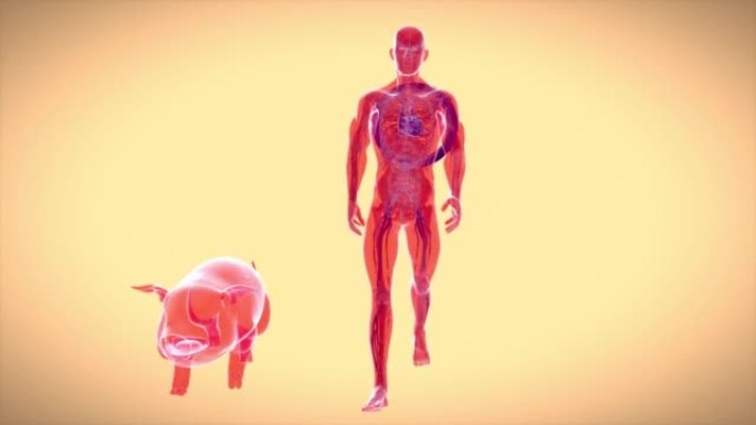 猪心脏移植的抽象3D动画