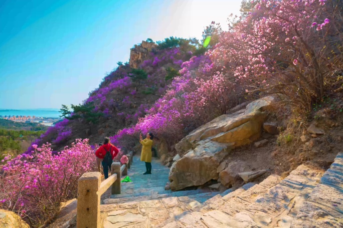 实拍登山观赏杜鹃花