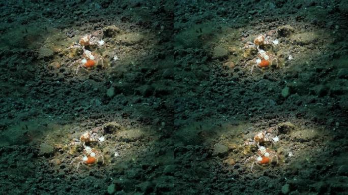 两只拳击手蟹，爪子上附着有海葵，守护着一团鸡蛋。