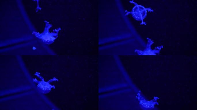视频集合。海和海洋水母在水中游泳特写。在黑暗中不同颜色的照明和生物发光。水族馆里奇异而稀有的水母