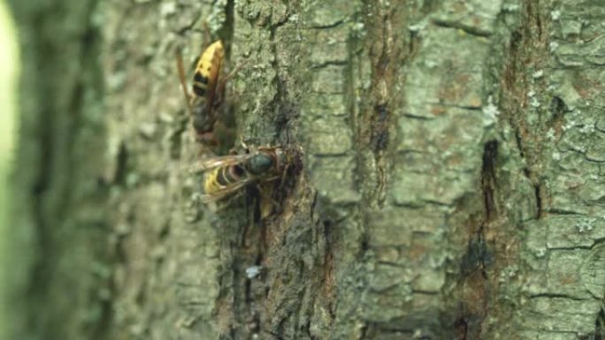 木皮上的大黄蜂。树皮上的欧洲大黄蜂。特写。