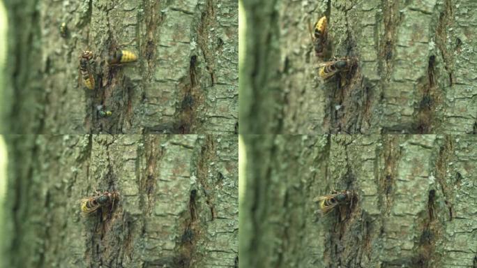 木皮上的大黄蜂。树皮上的欧洲大黄蜂。特写。