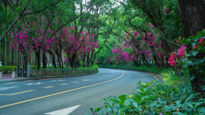 春天深圳南山区公路车流最美公路三角梅