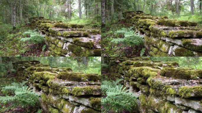 爱沙尼亚岩石上绿色苔藓的近距离观察