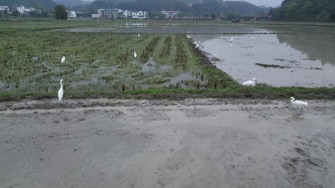 春耕  春分春雨  乡村田园  田园生态