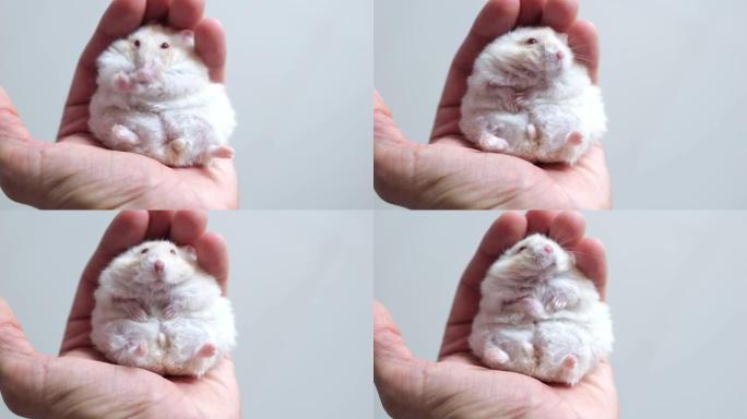 一只有趣的小仓鼠躺在一个人的手掌里，用一种有趣的方式梳理他的皮毛。可爱的宠物，人们对动物的热爱。有趣
