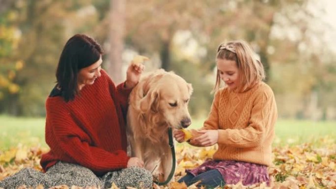 母女俩在秋季公园与金色rertriever狗玩得开心