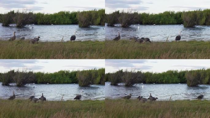一群鸭子在白天在湖边的草地上吃草的美景特写镜头