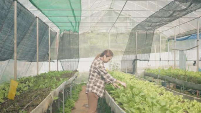 日落时分，年轻女子在有机农场中检查绿色生菜的肖像