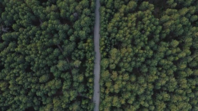 鸟瞰图飞过一条泥泞的森林道路，两边长满茂密的树林。松树林。顶视图。用无人驾驶飞机四直升机鸟瞰视角拍摄