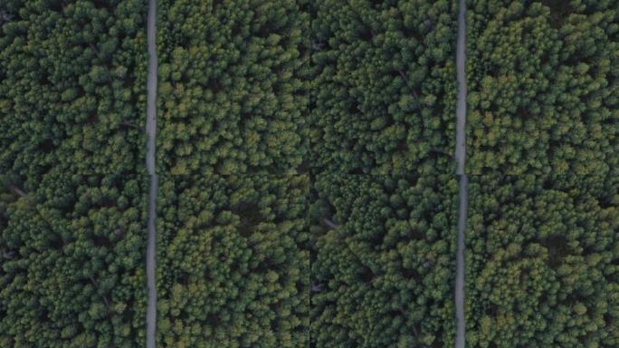 鸟瞰图飞过一条泥泞的森林道路，两边长满茂密的树林。松树林。顶视图。用无人驾驶飞机四直升机鸟瞰视角拍摄