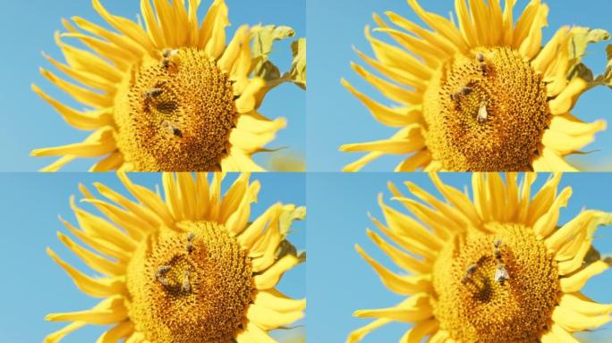 特写镜头选择性聚焦向日葵忙碌的蜜蜂，致力于收集波兰忙碌的昆虫蜜蜂群体。农村杏养蚕概念