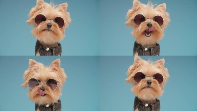 酷约克夏犬狗狗穿着牛仔套装，戴着太阳镜，饿了，在工作室的蓝色背景前伸出舌头舔鼻子
