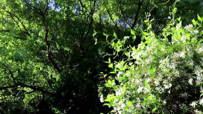 星茉莉植物在阳光下，在微风中摇曳，背景中较暗的树木