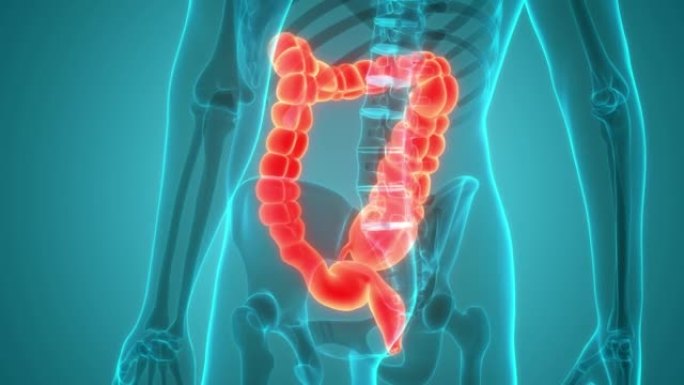 人体消化系统大肠解剖动画概念
