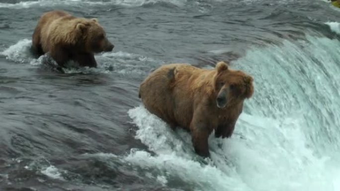 灰熊夫妇寻找鱼，阿拉斯加