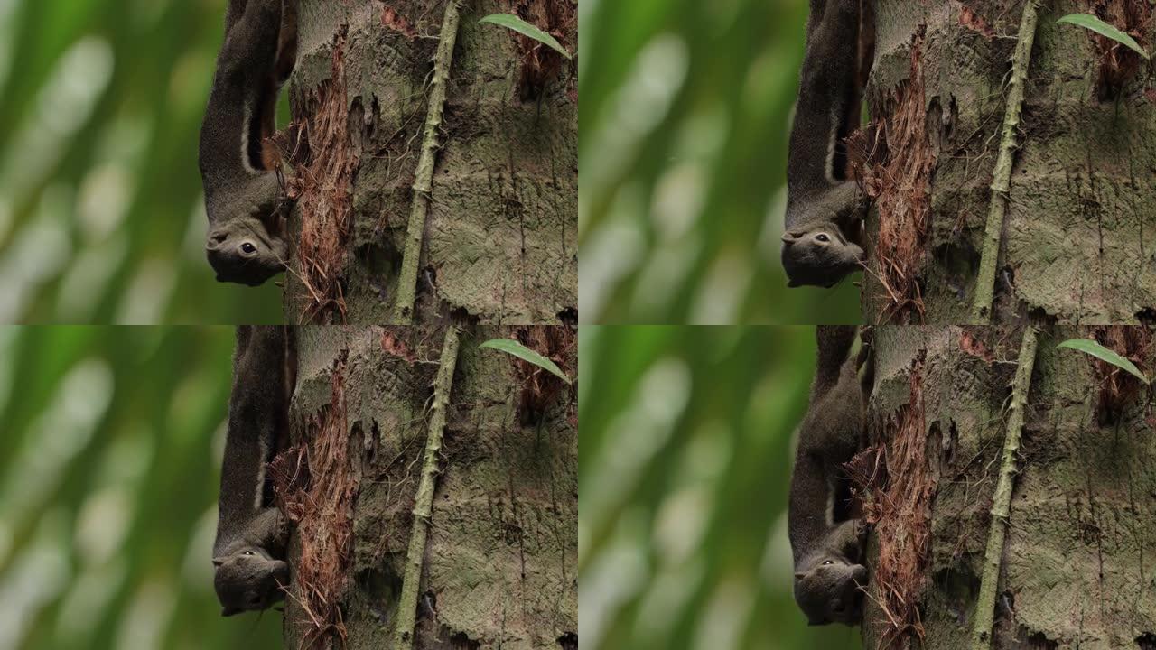 细长松鼠，新加坡松鼠觅食森林