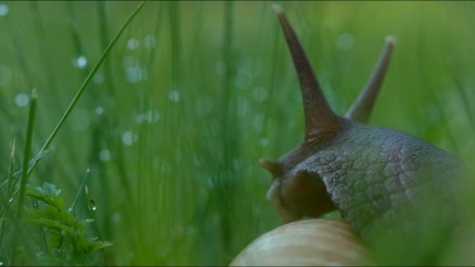 大蜗牛在草与露珠。有创造力。绿草背景下美丽蜗牛的特写。葡萄蜗牛在雨后的草丛中爬行